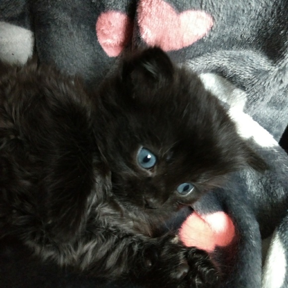 Meet your Posher, Misty - Picture 2 of 2